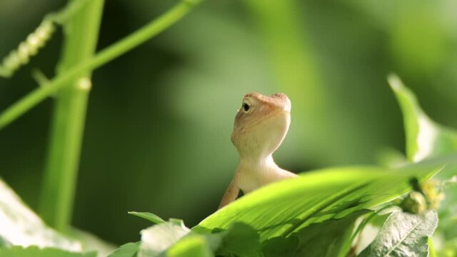 closeup shot of a oriental garden lizard in nature