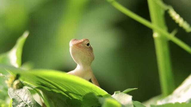 closeup shot of a oriental garden lizard in nature