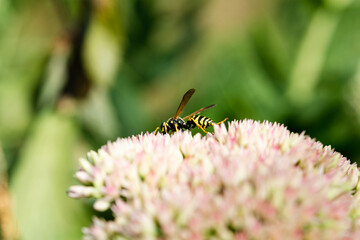 Wasp on beautiful white-pink decorative garden plant. Sedum (Sedum spectabile) at summer sunny day.