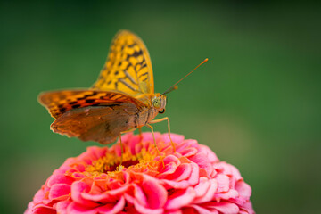 The dark green fritillary butterfly collects nectar on rose Zinnia flower. Speyeria aglaja, previously known as Argynnis aglaja is a species of butterfly in the family Nymphalidae.