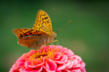 Obraz premium The dark green fritillary butterfly collects nectar on rose Zinnia flower. Speyeria aglaja, previously known as Argynnis aglaja is a species of butterfly in the family Nymphalidae.