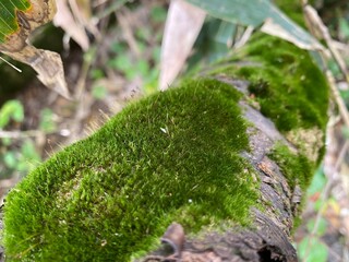 moss on the tree