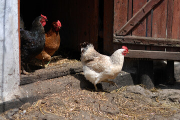 Chickens leaving hen-coop