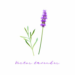 Obraz premium Vector image of lavender flower and leaves