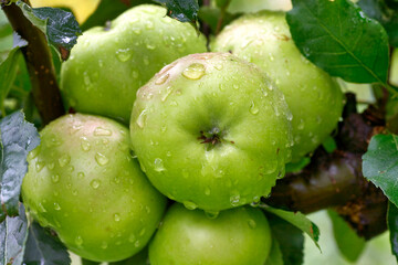 Apple tree with green apples close-up in sunlight after rain drops in the wind. Green apples grow on a branch.