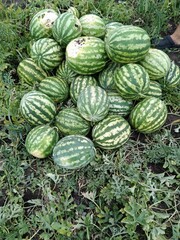 watermelons and melons