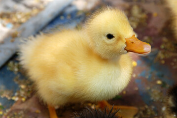 Cute duckling
