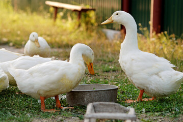 Eating geese on farmyard