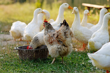 Poultry on farmyard