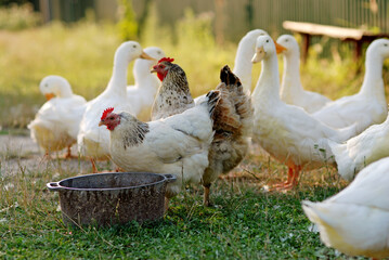 Eating geese on farmyard