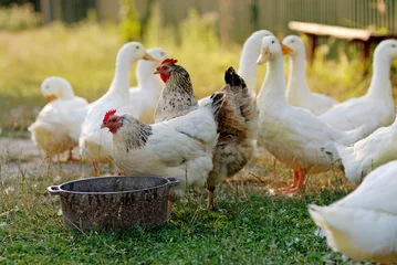  Eating geese on farmyard © Kemeo
