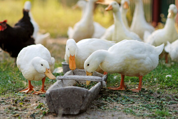 Eating geese on farmyard