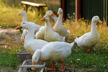 Eating geese on farmyard
