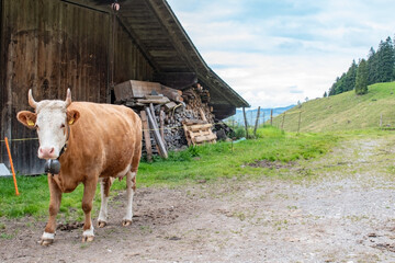 Beautiful swiss cows. Alpine meadows. Mountains.  
