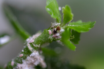 macro photography.  mealybug infestation on a plant