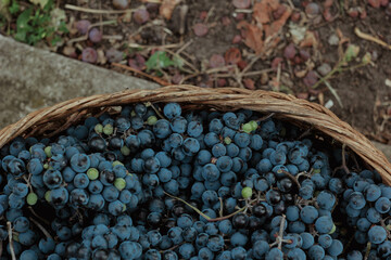 harvest of grapes wine in a basket at the country house
