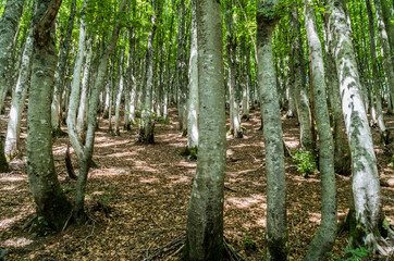 Obraz premium La foresta di faggio in Appennino