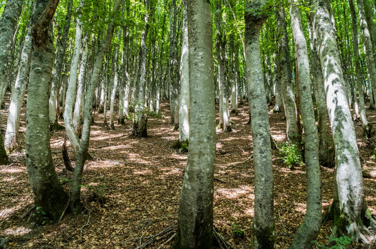 La foresta di faggio in Appennino
