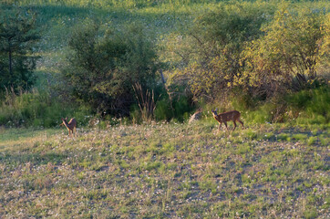 Mofloni in Appennino ad agosto