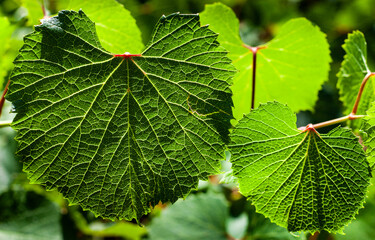 green leaves in the light of the sun close up