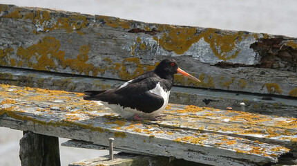 Oystercatcher bird perched on a rusty wooden surface