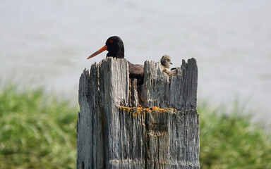 Oystercatcher and chick perched on the nest in a wooden post
