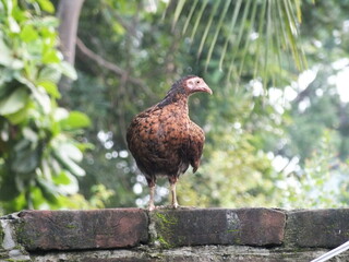 Rural hen walking in the wall
