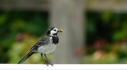 Closeup of a pied wagtail bird with insect prey in its beak