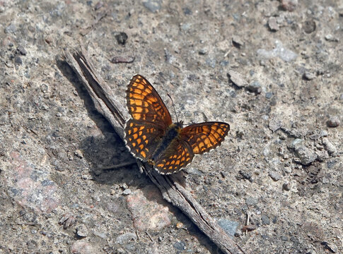 Closeup of a heath fritillary butterfly on the ground