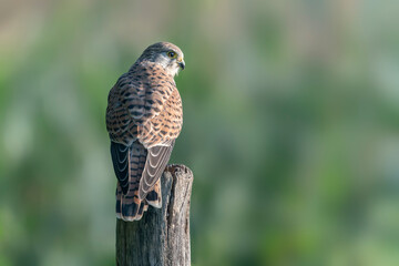  Female Common Kestrel (Falco tinnunculus) with a pray (mouse) sitting on a fence post. Gelderland in the Netherlands. Bokeh background.                                                                