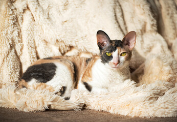 adult Cornish Rex cat sits in a warm fur blanket