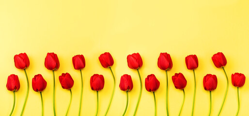  Beautiful flowers tulips on a yellow background, top view with copy space. Banner tulips