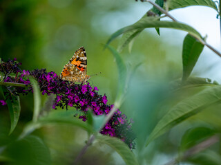 butterfly sitting on a flower