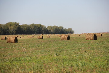 bales in the field