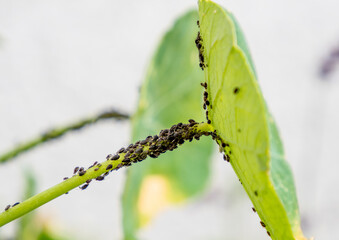 Fototapeta premium A herd of plant louse (aphid) on a green leaf