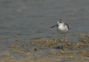 Common Greenshank at Busaiteen coast, Bahrain