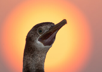 Socotra cormorant during sunrise, Bahrain