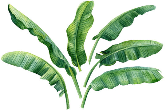 Banana palm leaves on isolated white background, watercolor illustration. Jungle design elements