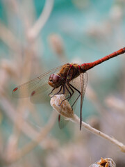 A large orange brown dragonfly resting on a flower stalk close-up