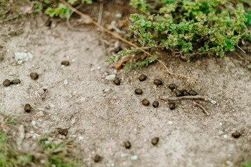 brown goat poop on a rural path