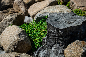 Tree stump with small ground coverage surrounded by rocks