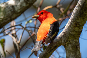 scarlet tanager
