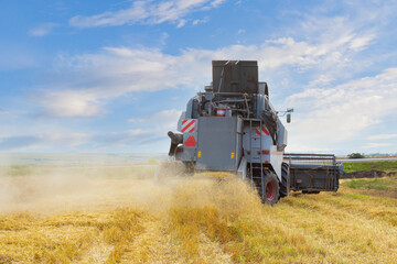 Combine harvester throws chopped straw on the field while harvesting wheat. Agricultural machinery...