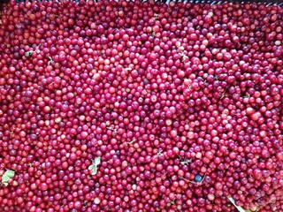 Red ripe berries cranberries are on a tray