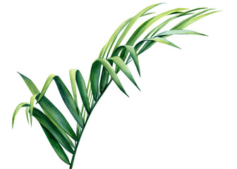 Palm leaf on an isolated white background, watercolor illustration