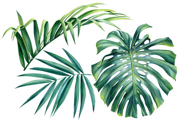 Palm leaves, monstera on an isolated white background, watercolor illustration exotic plants, tropical clipart