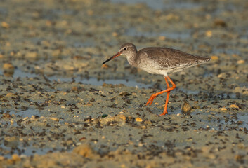Redshank at Busiateen coast of Bahrain during low tide