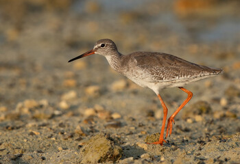 Redshank at Busiateen coast of Bahrain in the morning