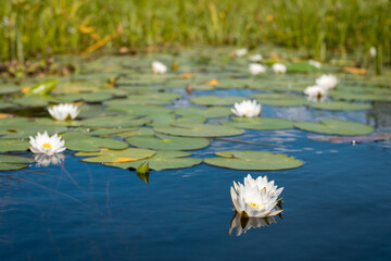 Bright photo of water lilies blooming in the water with the closest one in focus. Beautiful lotus during blooming period