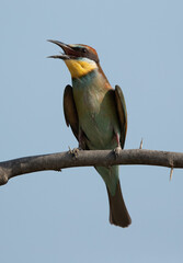 European bee-eater perched on a tree, Bahrain